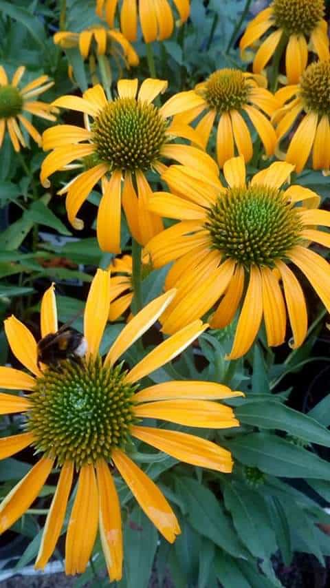 perennial display5